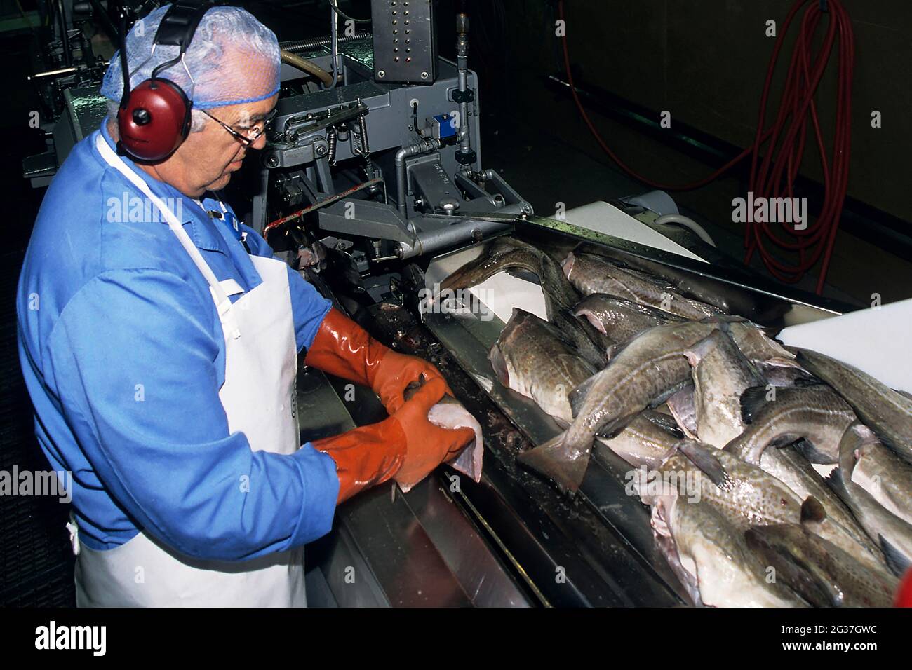 Uomo alla lavorazione del pesce, fabbrica del pesce, catena di montaggio, Husavik, Islanda del Nord, Islanda Foto Stock