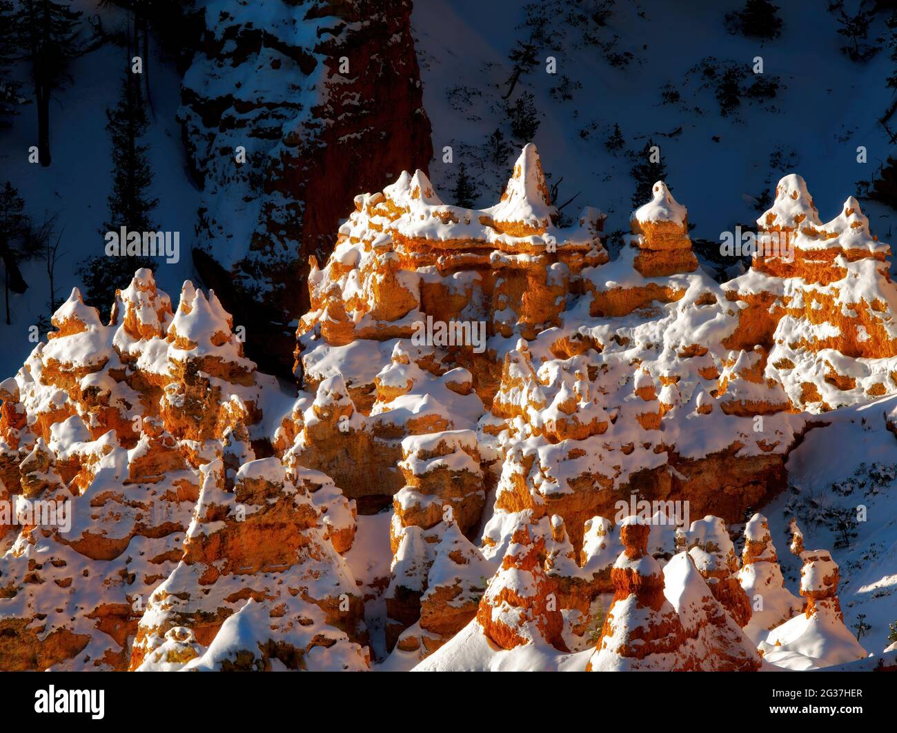 Neve su hoodoos. Parco Nazionale di Bryce Canyon, Utah. Foto Stock