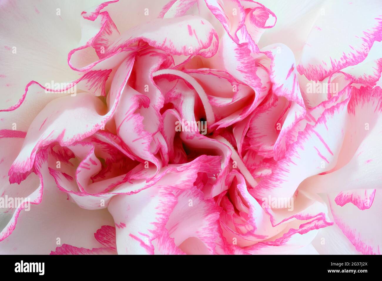 Primo piano dei petali di un garofano rosa e bianco. L'effetto è simile ai vortici del gelato a ripple di lamponi. Foto Stock