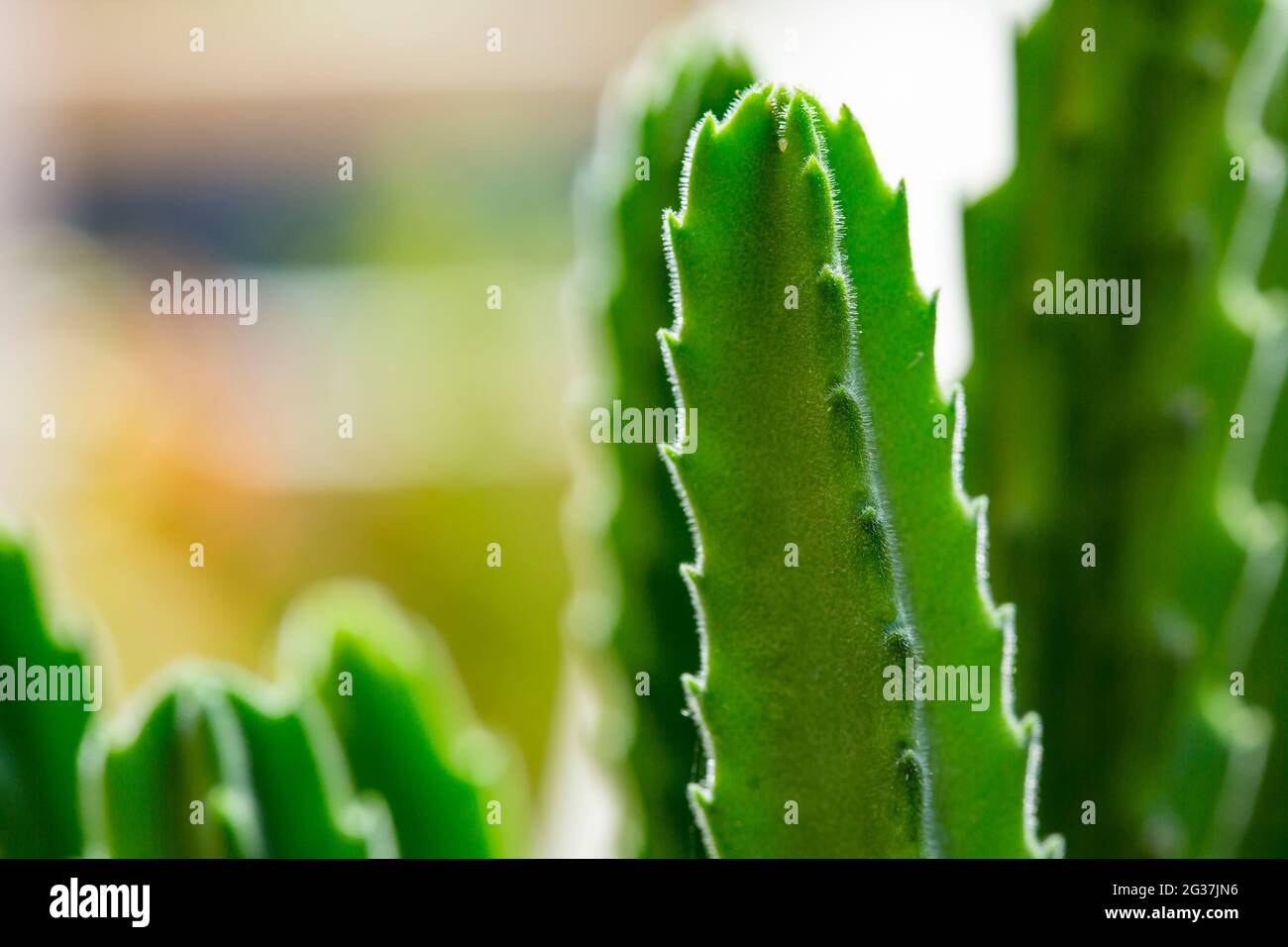 primo piano di piante di cactus crescenti di pentola. Foto Stock