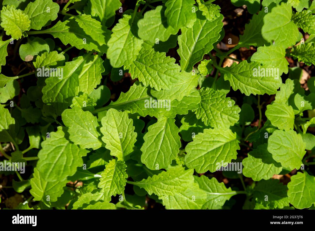 Primo piano di foglie cinesi biologiche fresche in crescita. Foto Stock