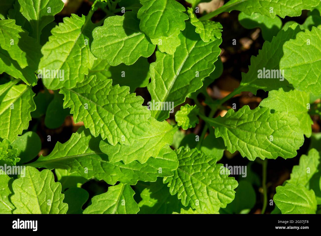 Primo piano di foglie cinesi biologiche fresche in crescita. Foto Stock