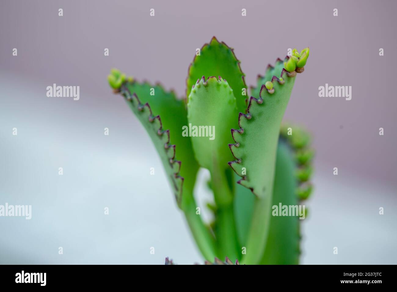 Bella Kalanchoe Laetivirens pianta succulente cactus. Foto Stock