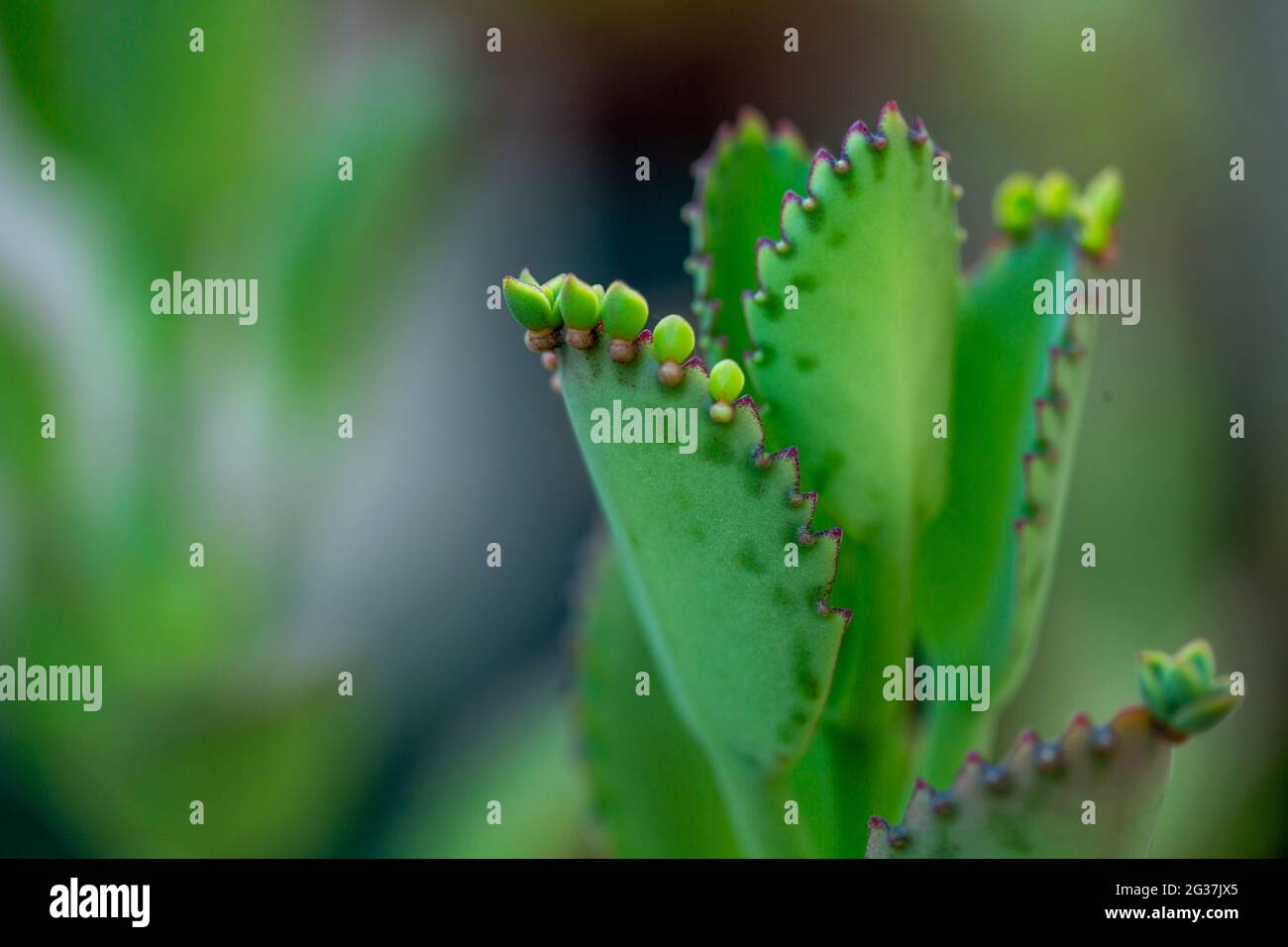 Bella Kalanchoe Laetivirens pianta succulente cactus. Foto Stock