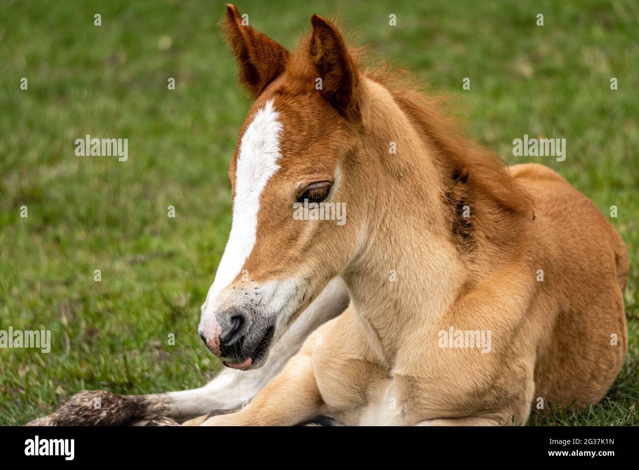 New Forest Pony puledro Foto Stock