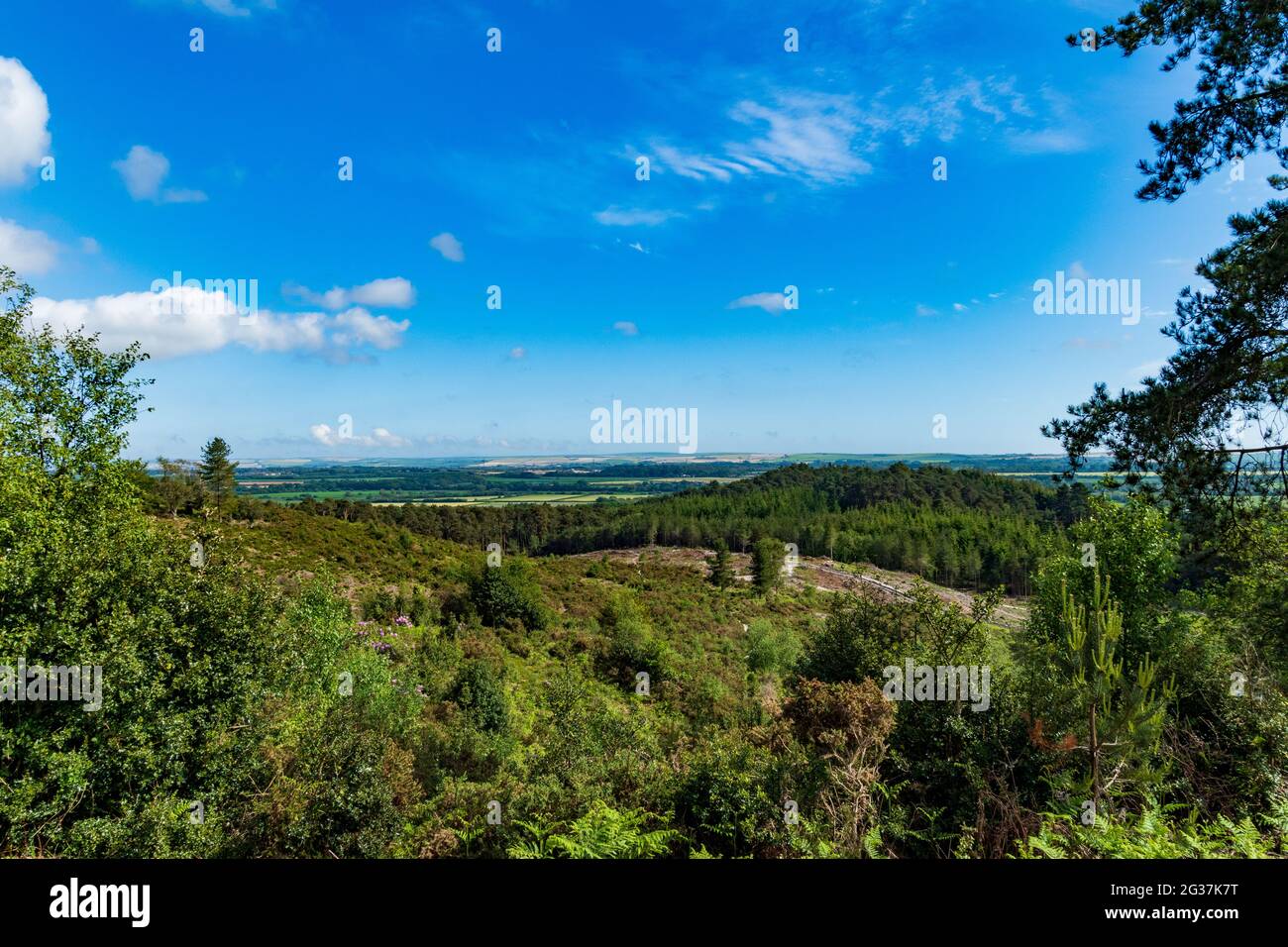 Thorncombe Wood, Dorchester Foto Stock