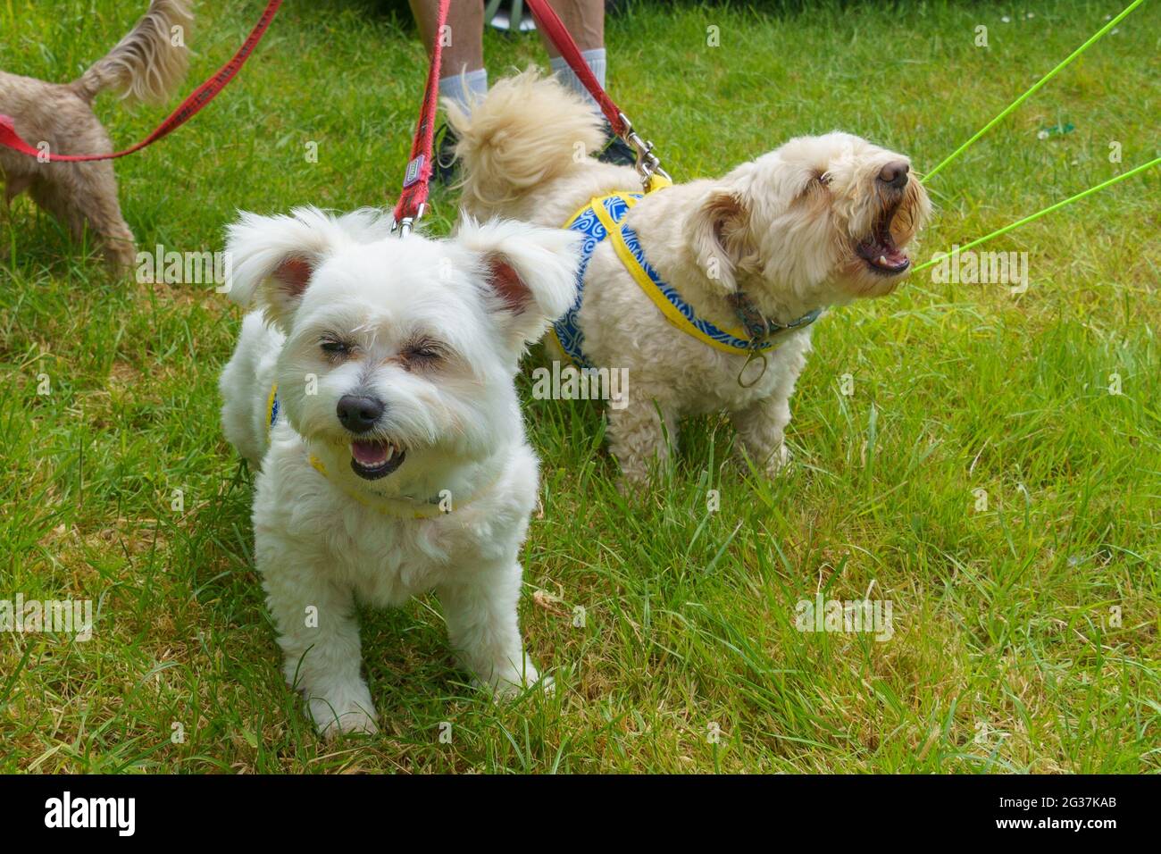 Abbaiare i cani Foto Stock