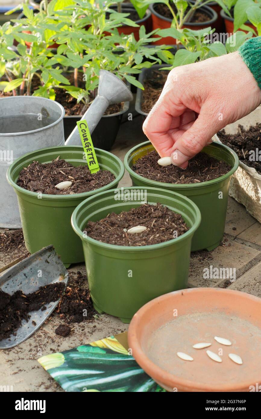 Semina zucchine. Donna che semina zucchine 'defender' mettendo ogni seme sul suo lato individualmente in una pentola. REGNO UNITO Foto Stock