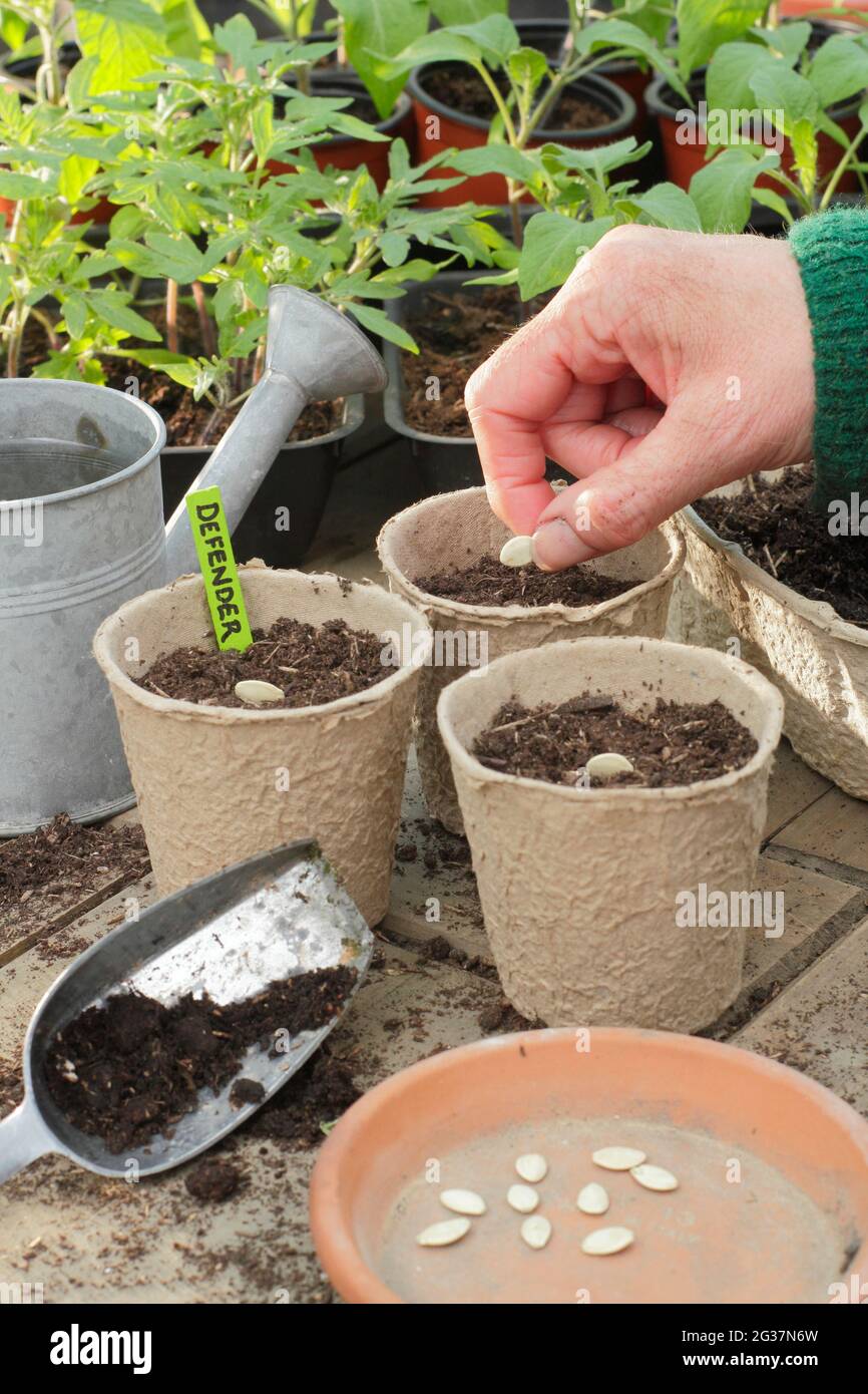 Seminare zucchine. Donna che semina la zucchina 'Defender' disponendo ogni seme sul suo bordo laterale individualmente in una pentola biodegradabile. REGNO UNITO Foto Stock