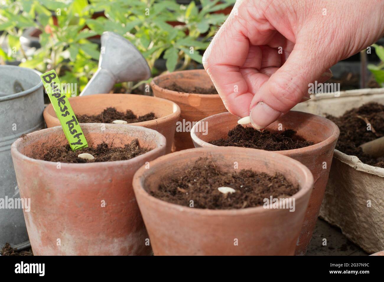 Cetrioli per semina. Donna che inizia dai semi di cetriolo - Cucumis sativus 'Burpless Tasty Green' individualmente in vasi di argilla. REGNO UNITO Foto Stock