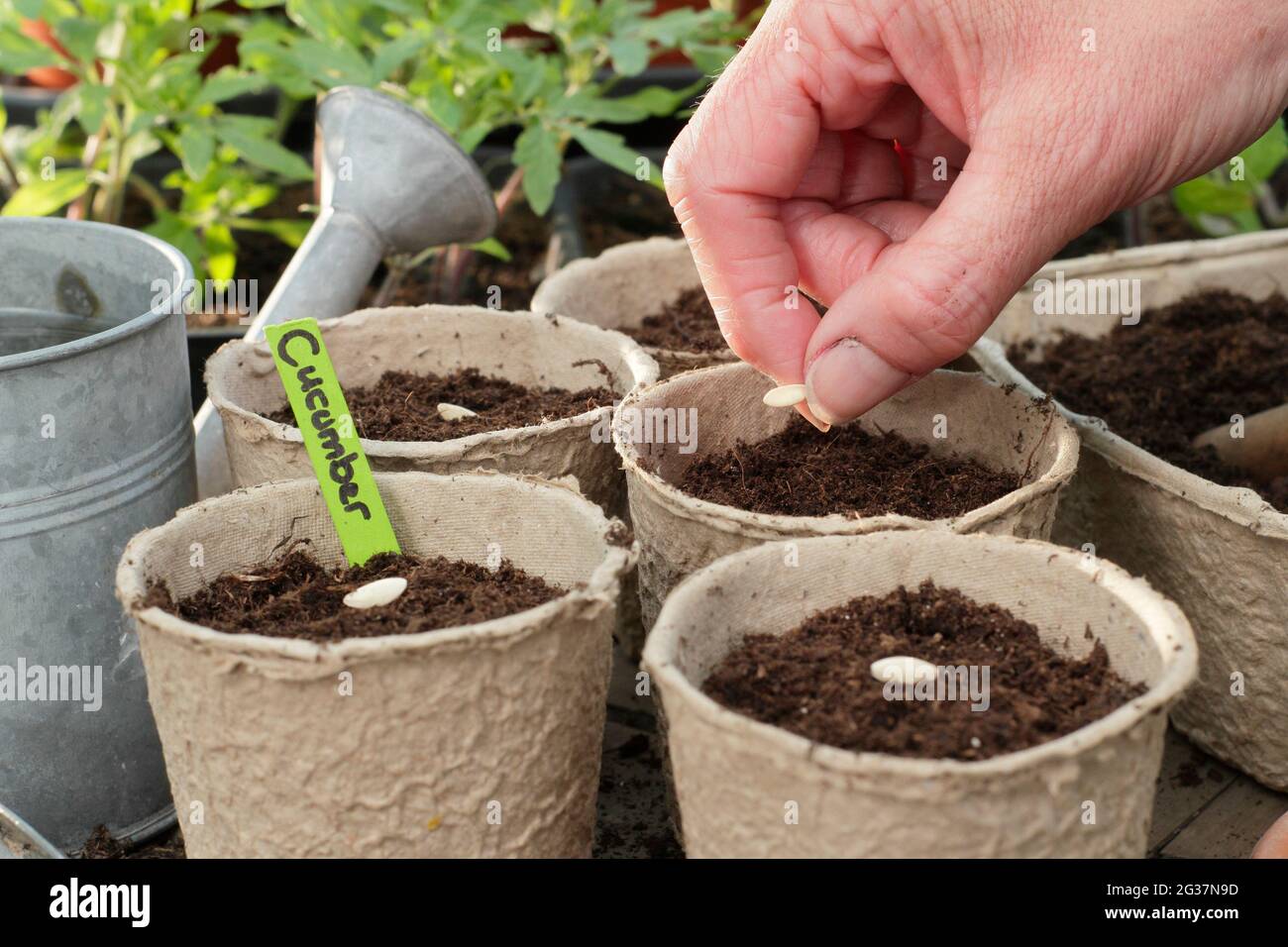 Cetrioli per semina. Donna che inizia dai semi di cetriolo - Cucumis sativus 'Burpless Tasty Green' individualmente in vasi di argilla. REGNO UNITO Foto Stock