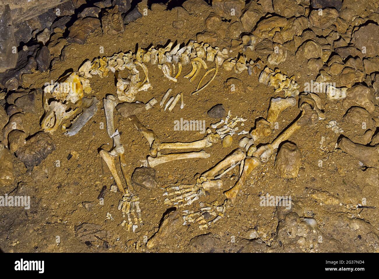 Ossa di uno scheletro di orso caverna. Scheletro di orso della grotta. Ursus spelaeus. Foto Stock