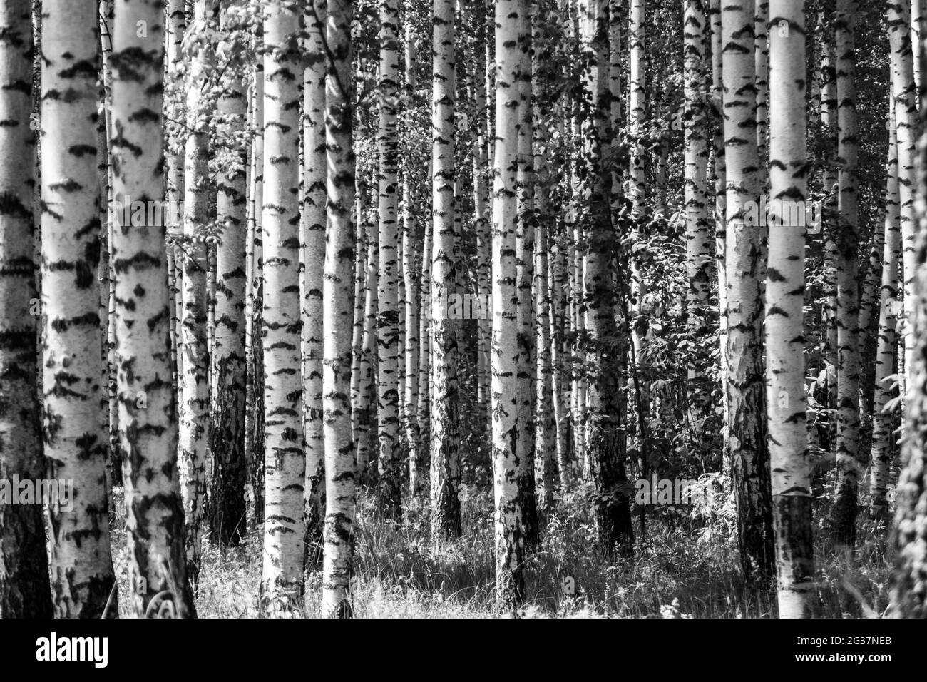 modello di albero nella foresta con luce solare in modalità bianco e nero Foto Stock