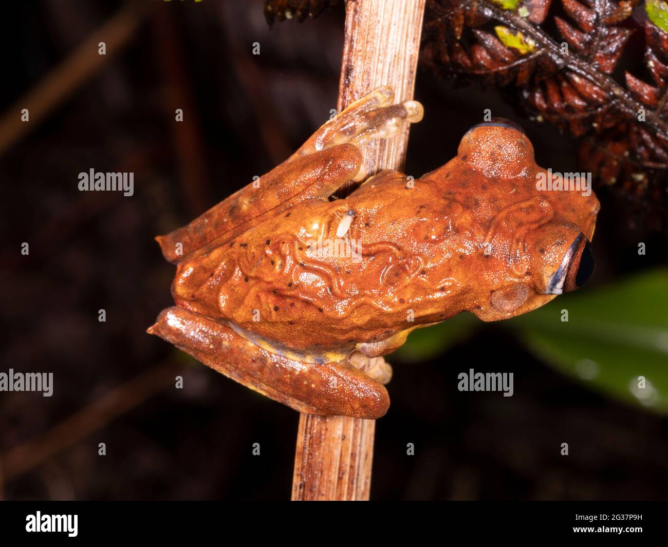 Mappa treefrog (Boana geographica) infettato da parassiti sottocutanei e morso da zanzara. Nella foresta pluviale, provincia di Morona Santiago, Ecuador Foto Stock