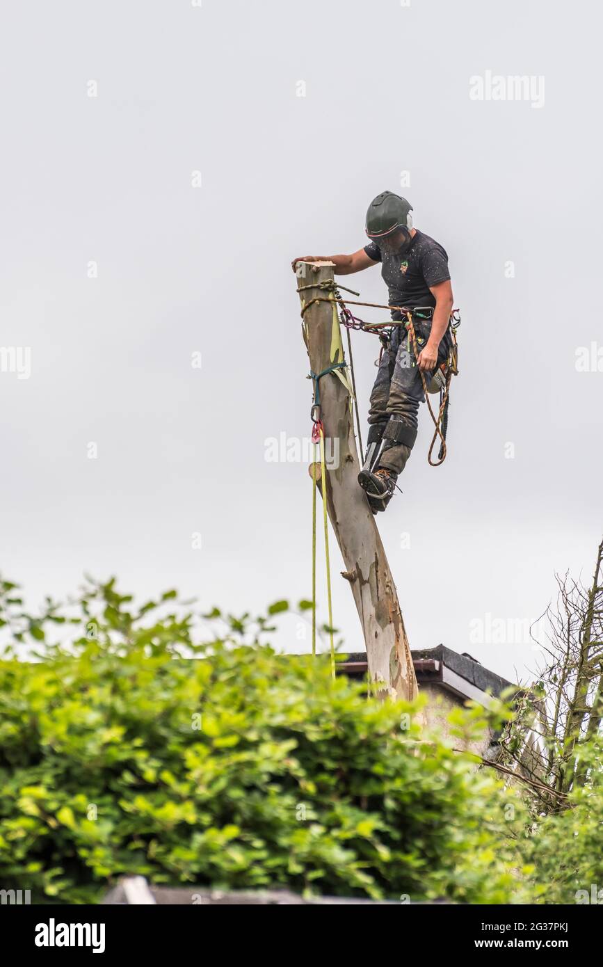 L'immagine è di un chirurgo dell'albero che ha fatto gelare metodicamente un albero di Eucalipto che è diventato pericoloso alle proprietà vicine Foto Stock