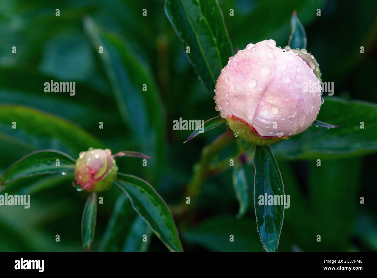 Gemme di pony rosa bagnate con gocce d'acqua dopo la pioggia Foto Stock