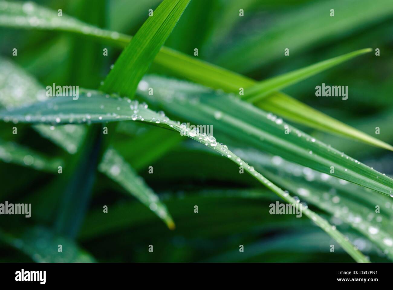 Lame per erba bagnate dopo la pioggia Foto Stock