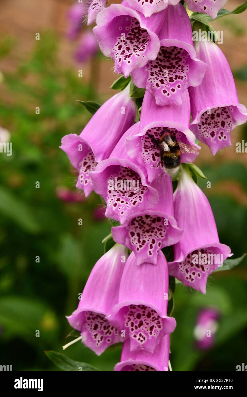 Bumblebee dalla coda bianca 'Bombus lucorum' che entra nella tromba dei fiori di un guanto di fossa viola 'Digitalis purea' in un giardino ib Somerset.UK Foto Stock
