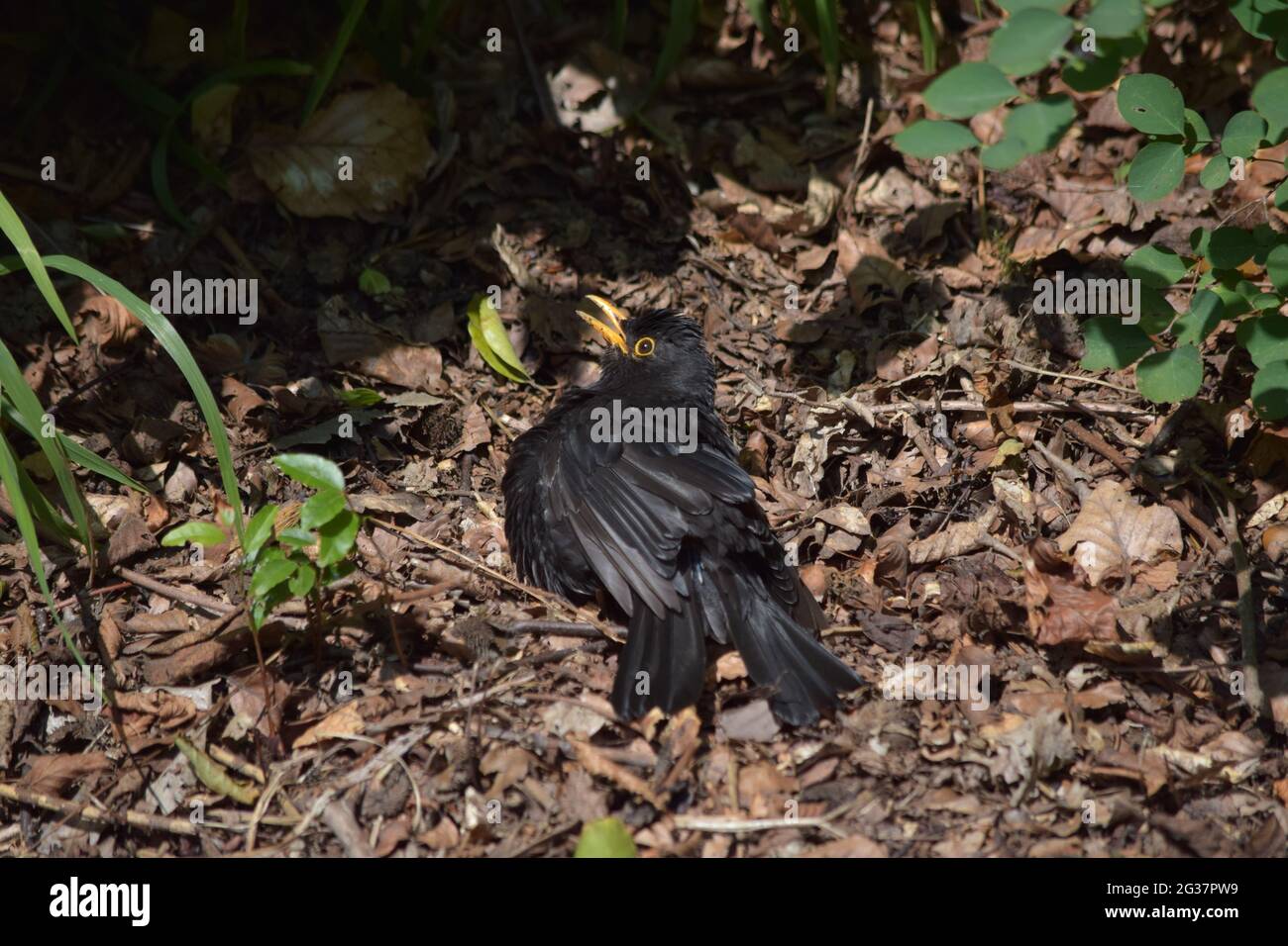 Maschio Eurasian Blackbird, Turdus merula, crogiolarsi al sole. Foto Stock
