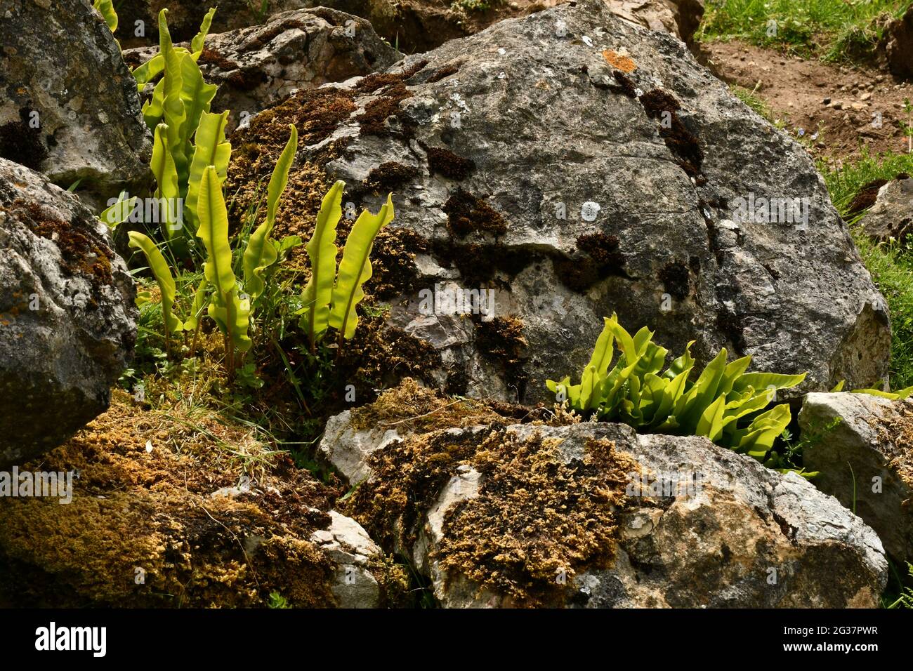 Hart's-Tongue Fern,' Asplenium scopolendrium' tra lichene e rocce calcaree ricoperte di muschio in vene minerali lavorate o ‘rastrelli in Ubley Warren su t. Foto Stock