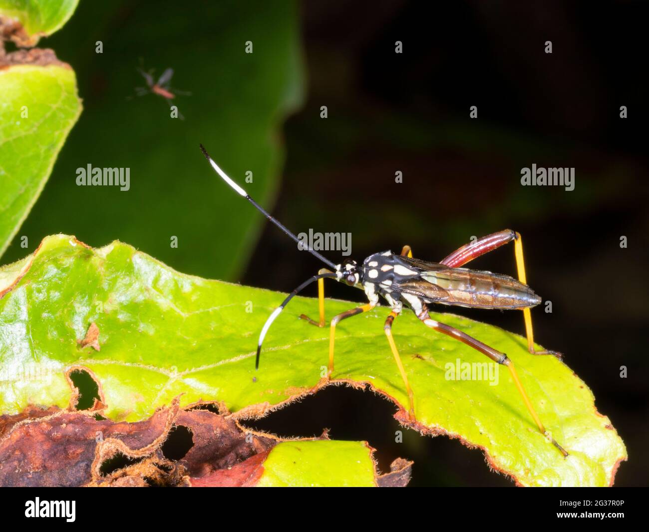 Un bug emiptero con un modello che assomiglia molto a una vespa ichneumon. Nella foresta pluviale di notte, provincia di Morona Santiago, Ecuador Foto Stock