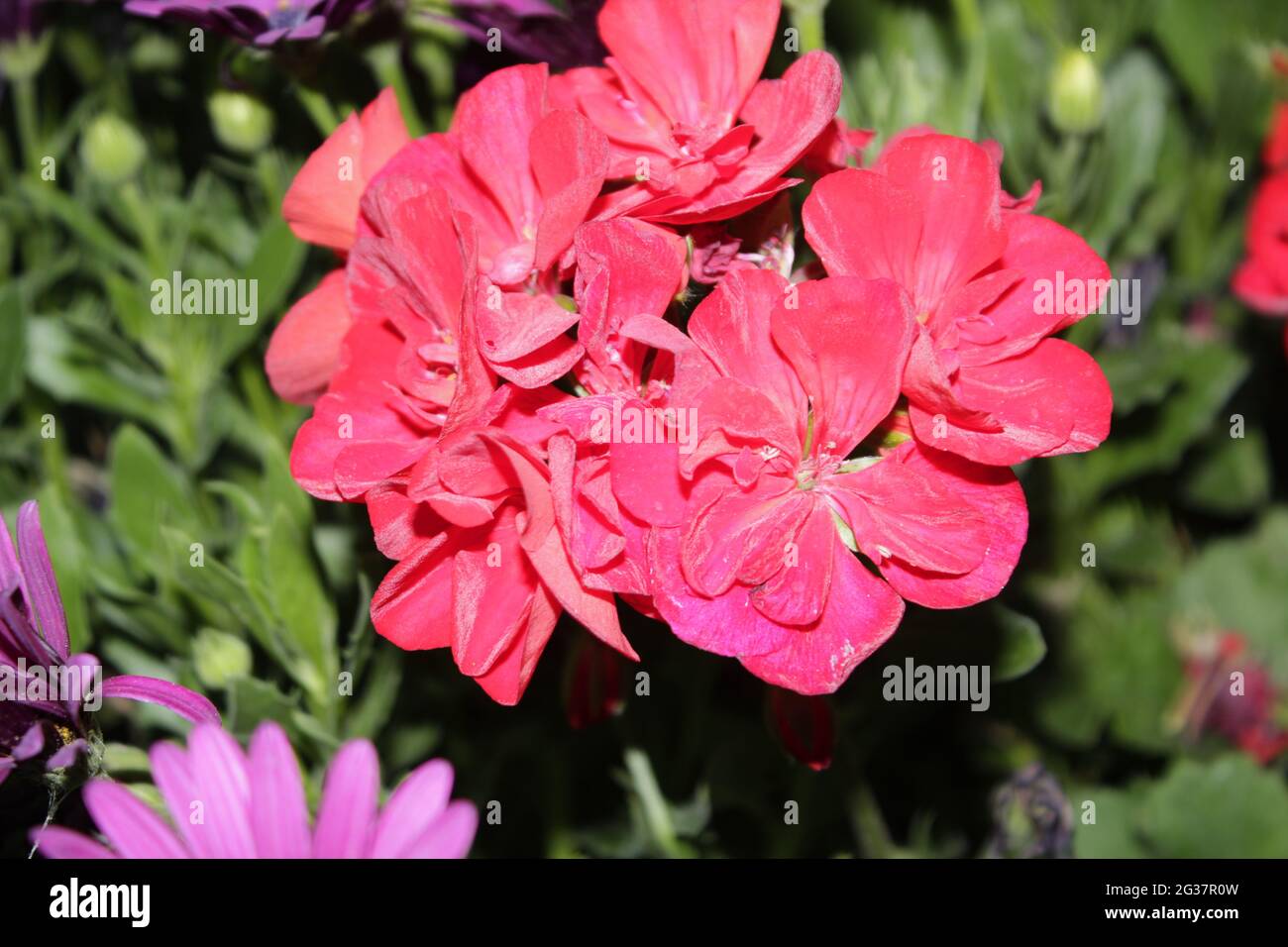Fiori rosa in fiore nella fotografia del giardino estivo. Foto Stock