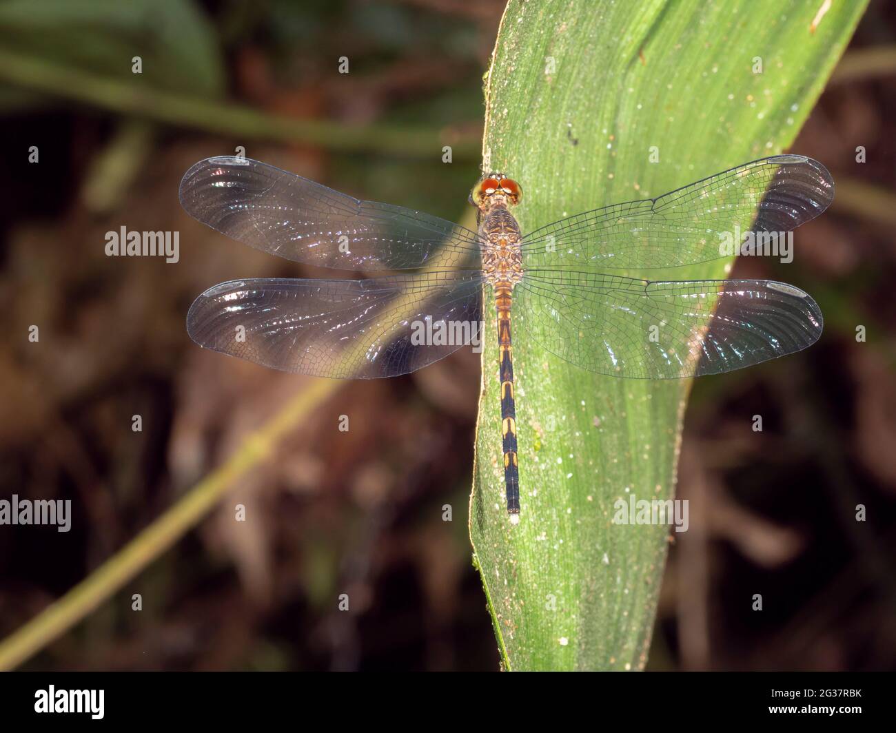 Libellula amazzonica a riposo. Provincia di Morona Santiago, Ecuador Foto Stock