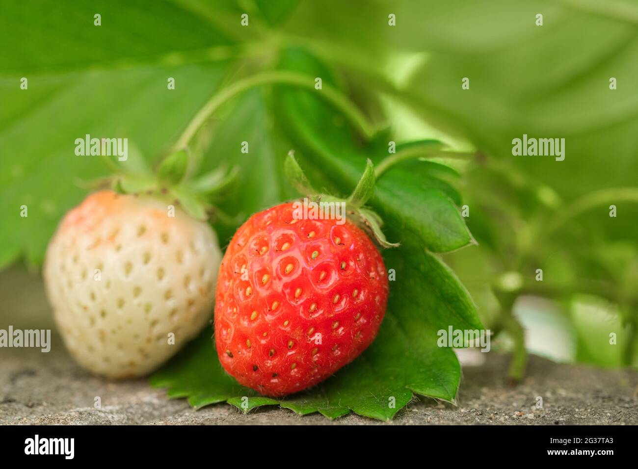 Pianta di frutta di fragola biologica cruda matura, vista dettagliata in primo piano, ingredienti agricoli Foto Stock