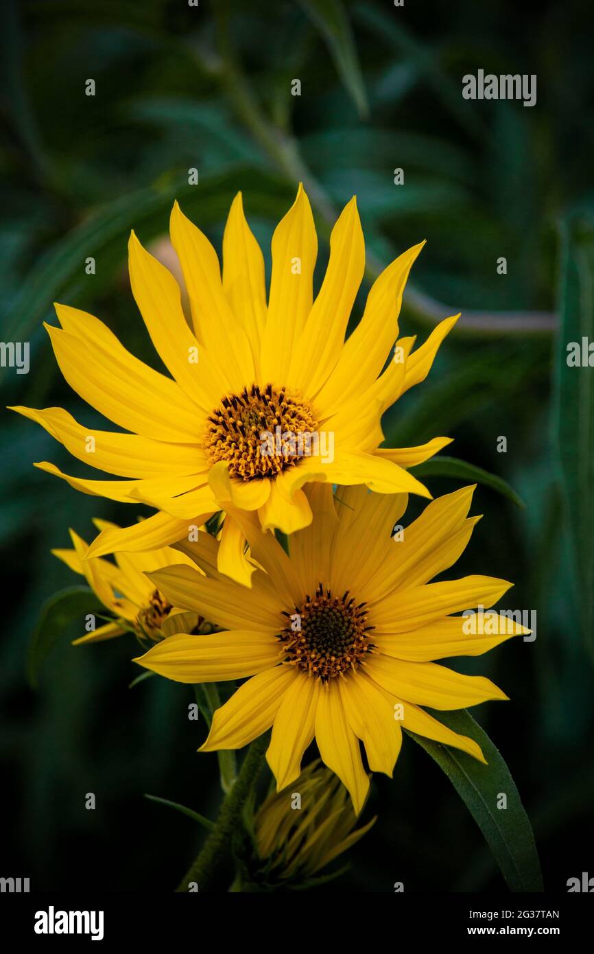 Tall Sunflower, Helianthus giganteus, che cresce in un vecchio campo nelle Pocono Mountains della Pennsylvania Foto Stock