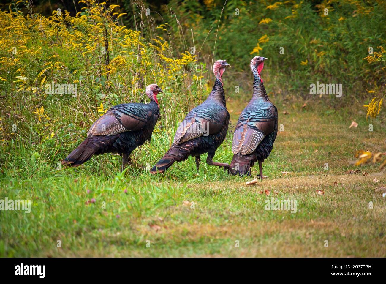 Turkies selvaggi orientali in un campo vecchio durante l'estate tarda nelle montagne di Pocono della Pennsylvania Foto Stock