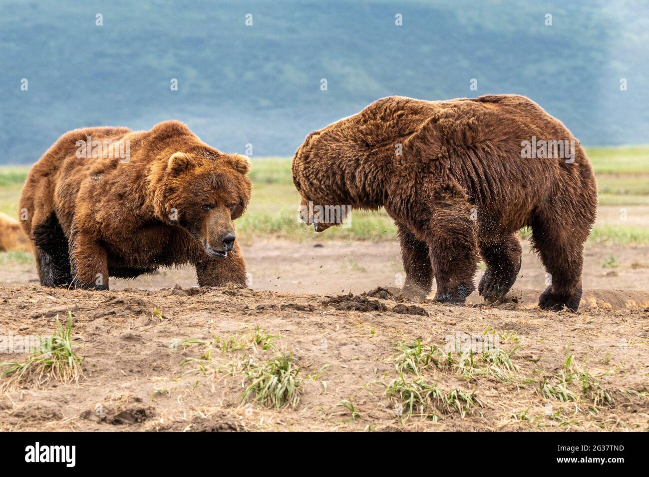 La femmina sfidò l'orso maschio che bloccava la strada alla carcassa della balena. ALASKA, USA: VEDI il momento in cui un orso bruno maschio e femmina è andato testa a testa Foto Stock