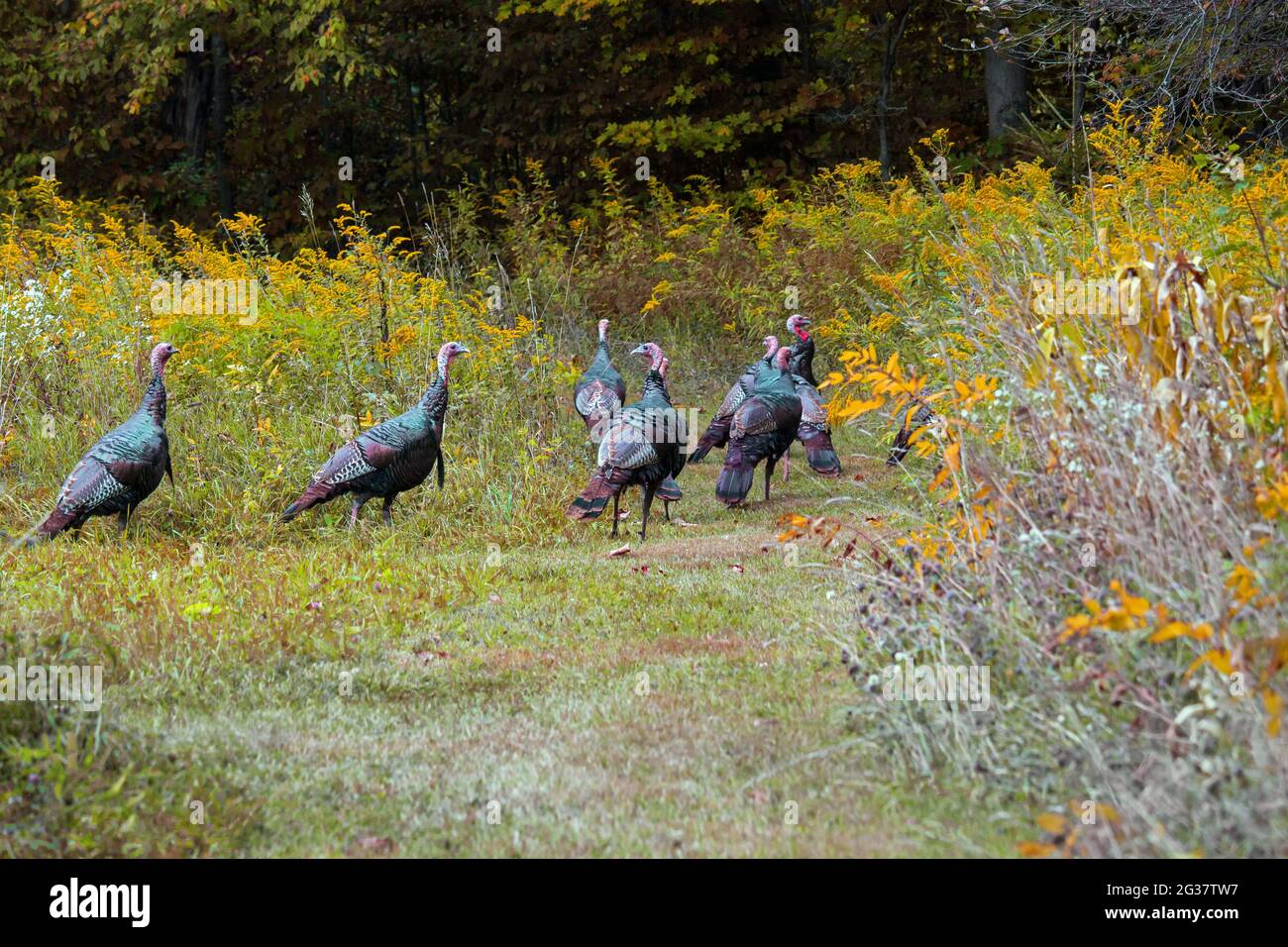 Turkies selvaggi orientali in un campo vecchio durante l'estate tarda nelle montagne di Pocono della Pennsylvania Foto Stock