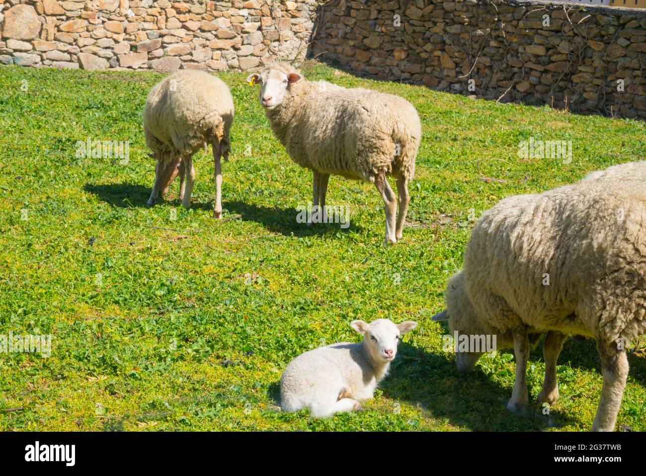 Pecora e agnello in una penna. Foto Stock