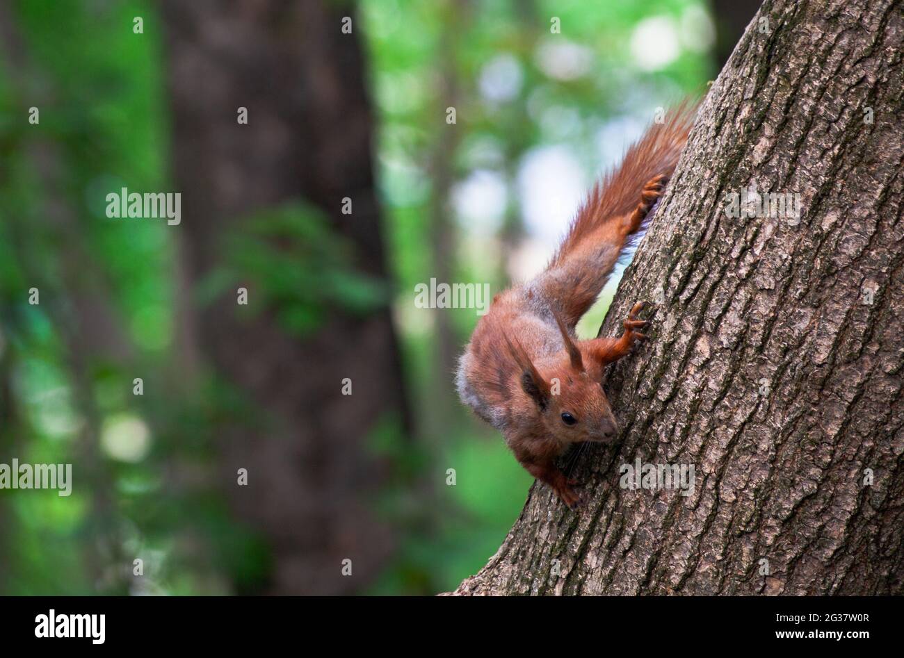 Scoiattolo rosso sull'albero nel parco pubblico. Alimentazione scoiattoli comuni. Ricerca di cibo in natura. Mangiare noci. Foto Stock