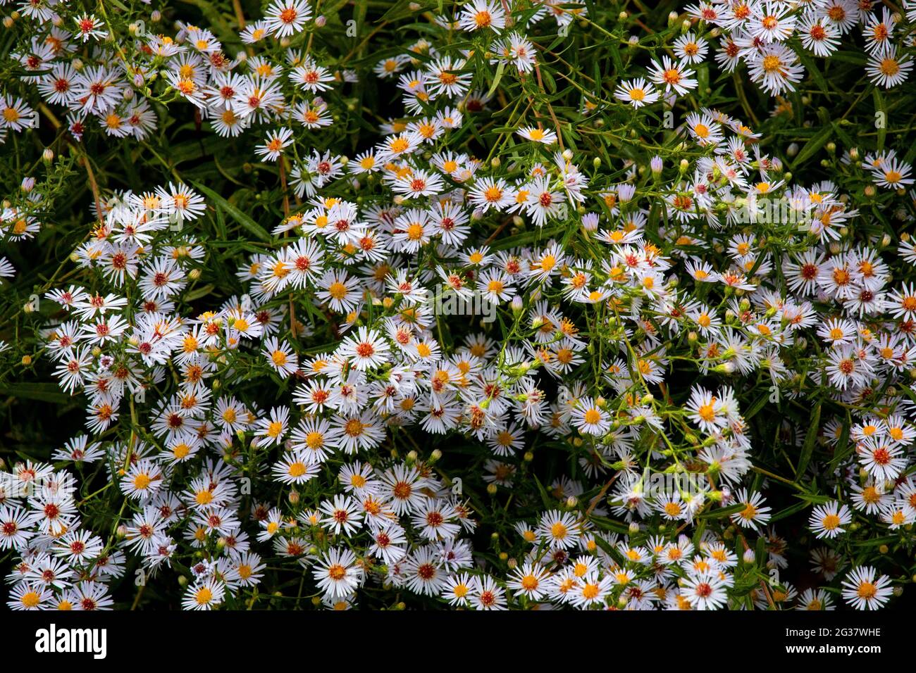 Small White Aster durante la tarda estate in un vecchio campo in Pennsylvania Pocono Mountains Foto Stock