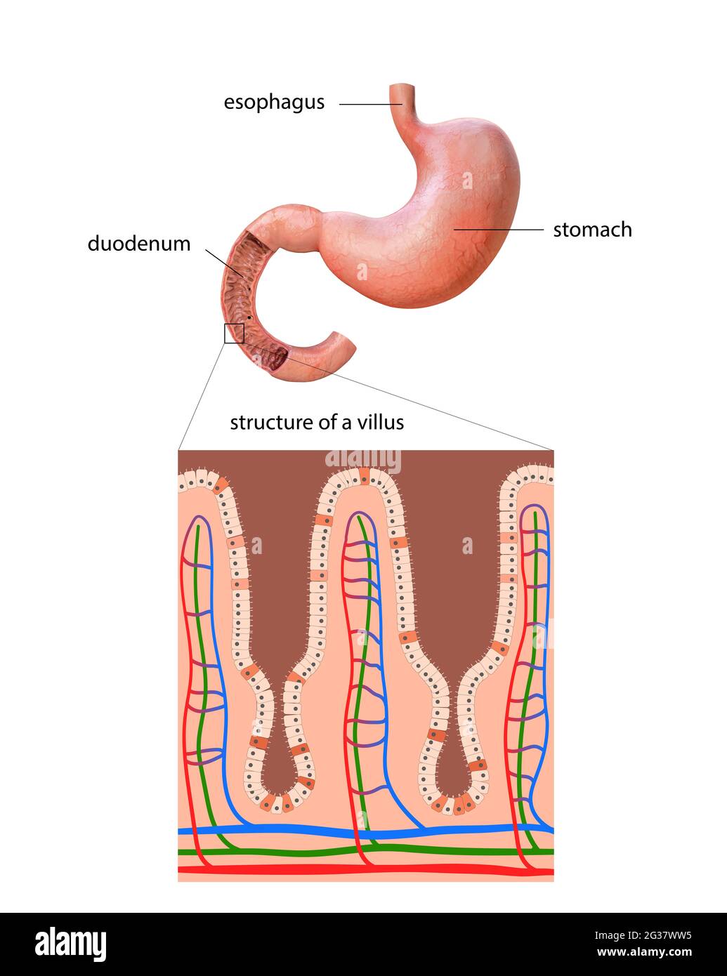 stomaco umano, dettagli anatomici, illustrazione di uno stomaco umano,2d , illustrazione Foto Stock