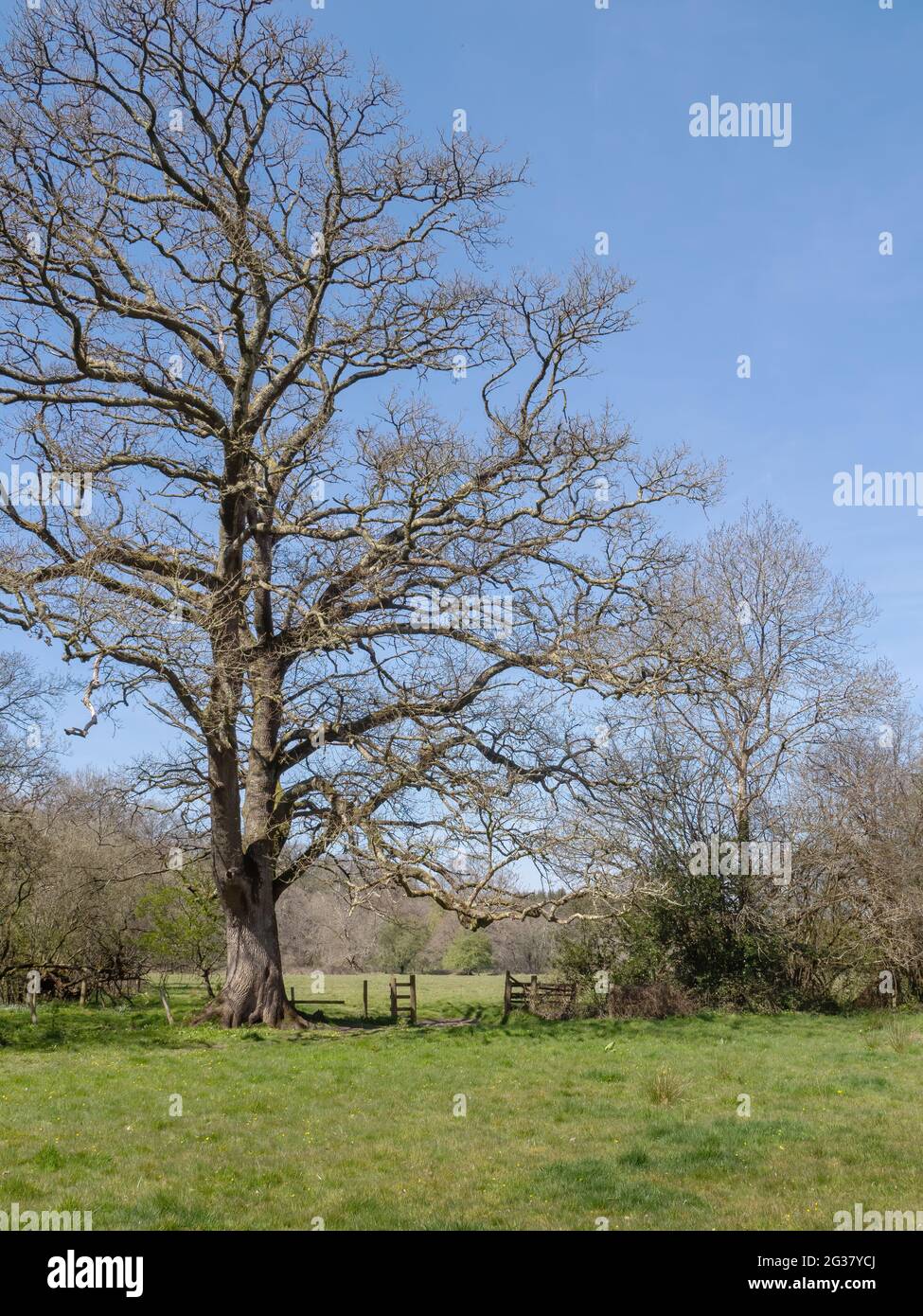 Il concetto di strada da percorrere, metafora. Alto vecchio albero in inverno con cancello aperto. Foto Stock