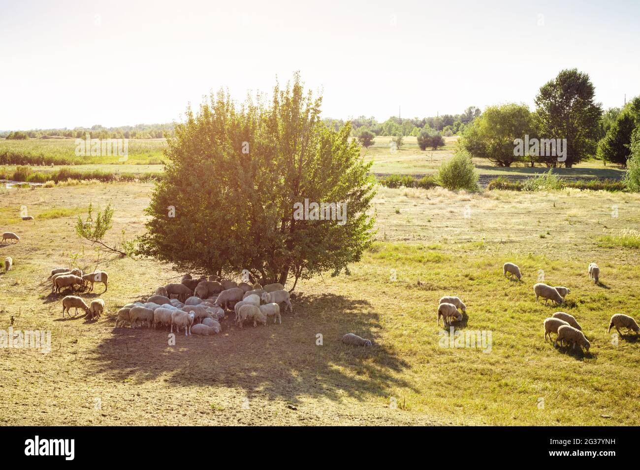 Il gregge di pecore sulle praterie al tramonto. Foto Stock