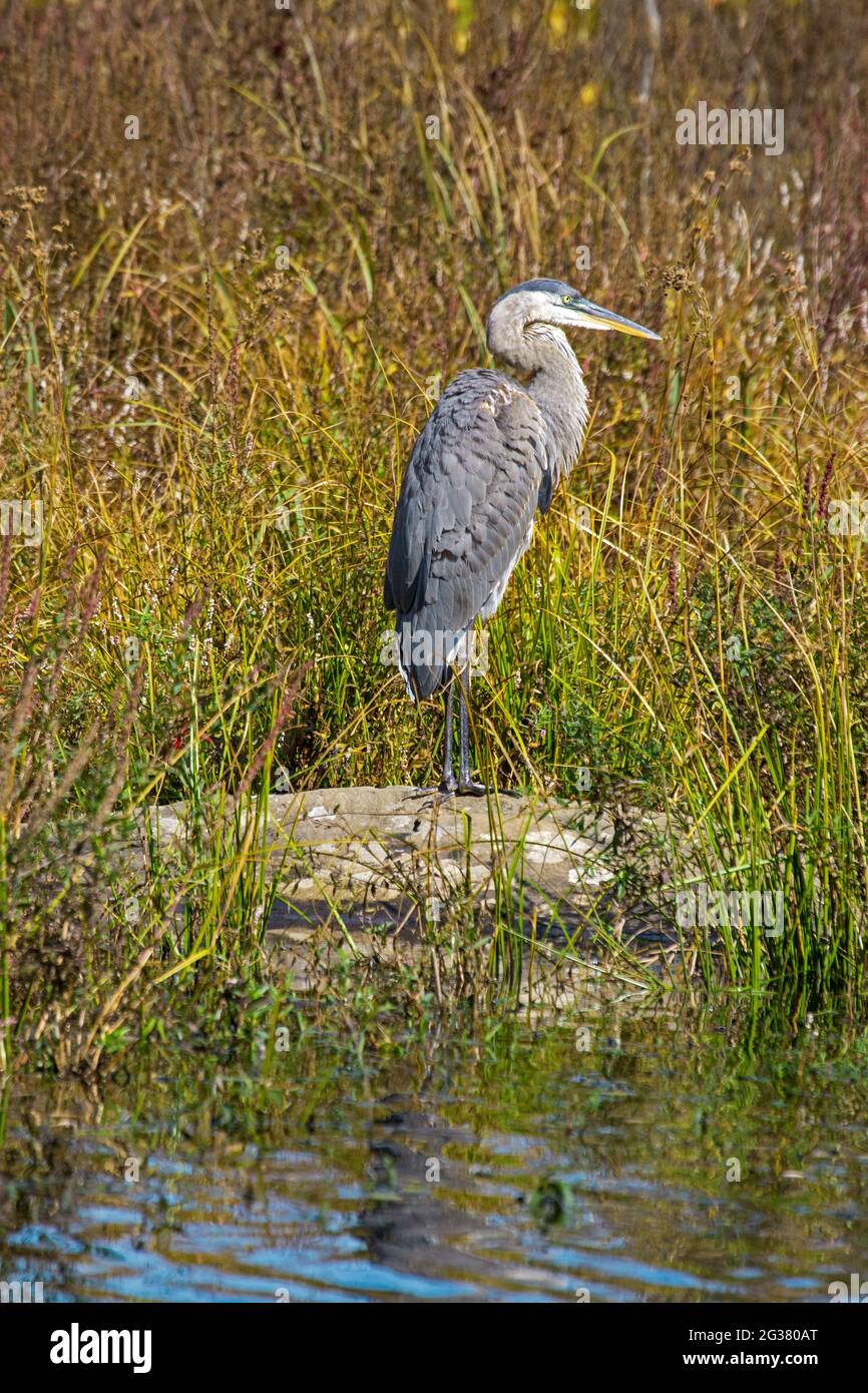 Great Blue Heron riposa lungo la costa di un lago nelle Pocono Mountains della Pennsylvania Foto Stock