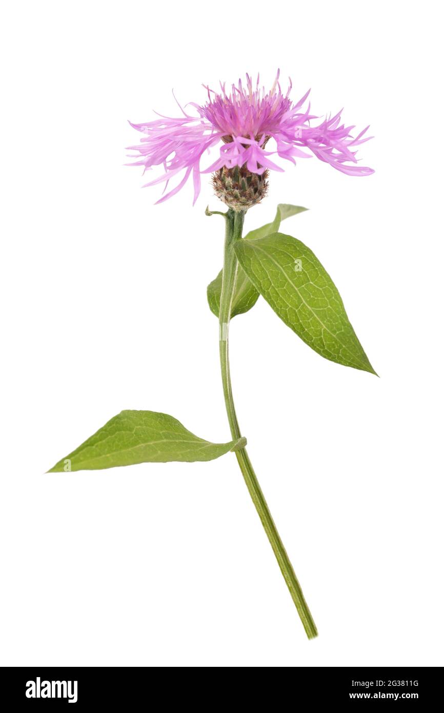Rosa centaurea fiore isolato su sfondo bianco Foto Stock