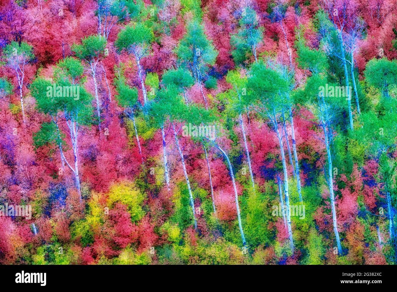 Con varietà miste di alberi di acero con aspens in autunno a colori. Targhee National Forest, Idaho Foto Stock