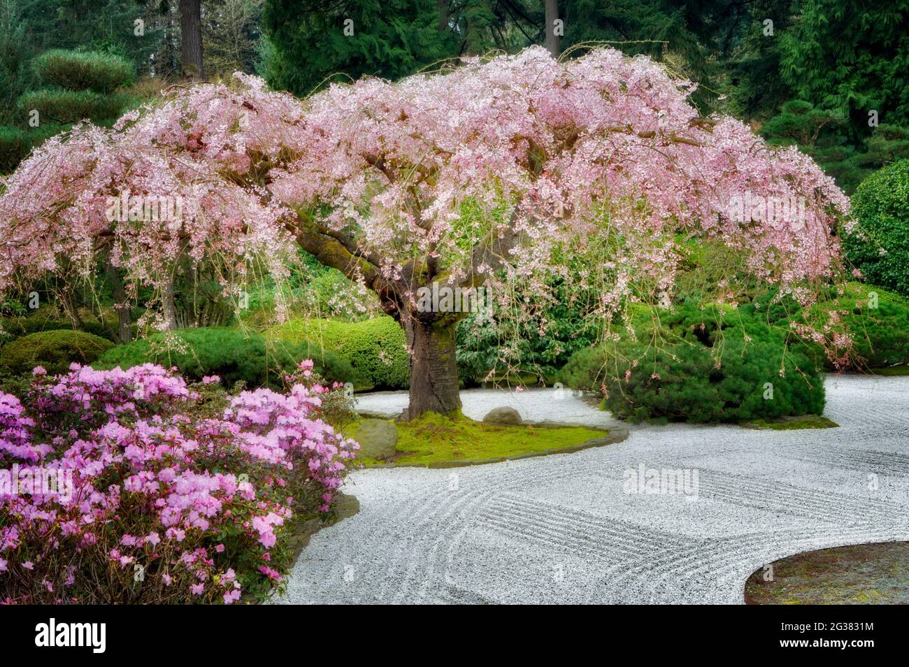 Ciliegio fiorito e azalee viola. Giardini giapponesi. Portland. Oregon Foto Stock