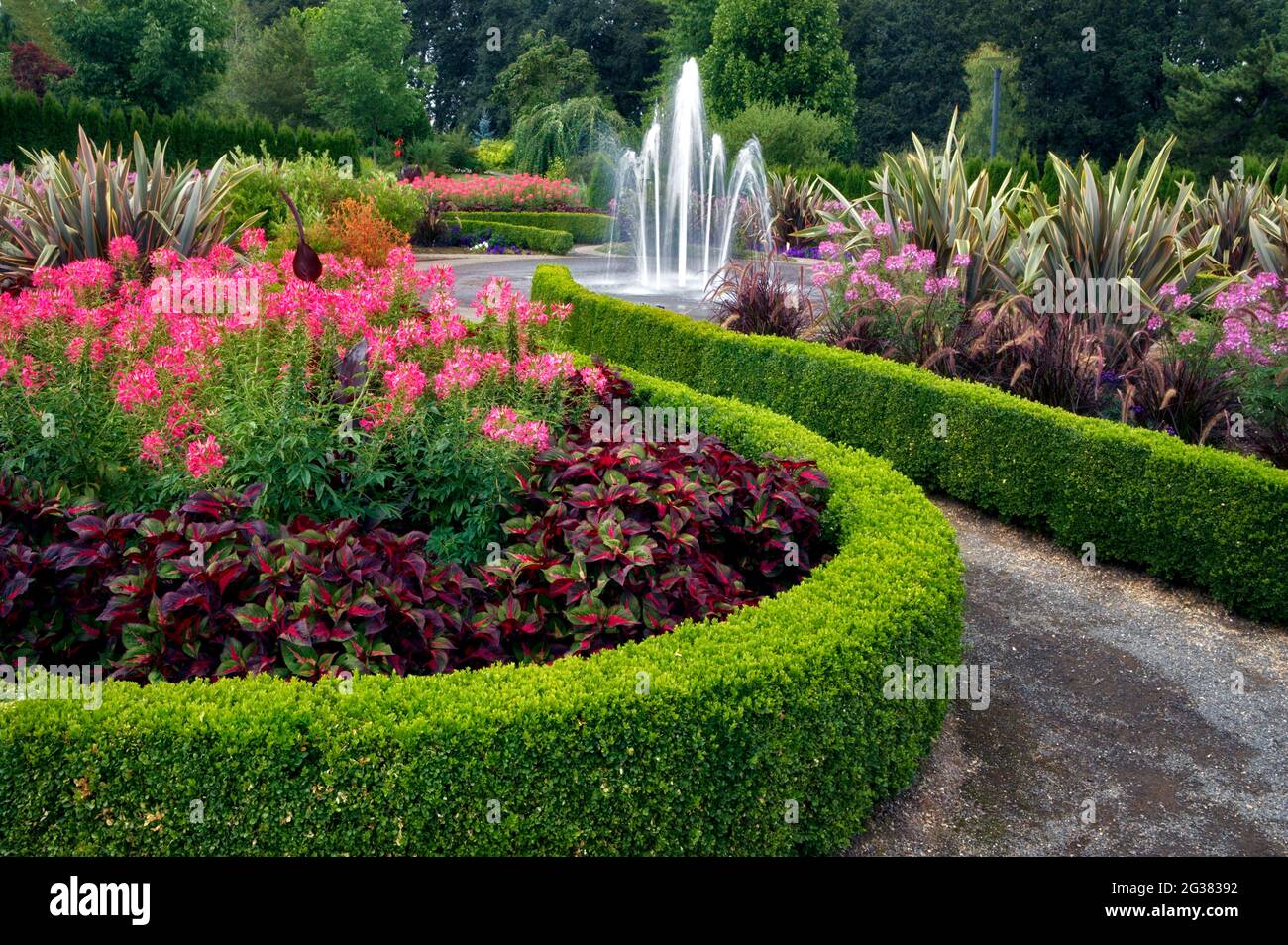 Siepi con fontana e fiori di ragno (Cleone spinosa). Giardini dell'Oregon Foto Stock