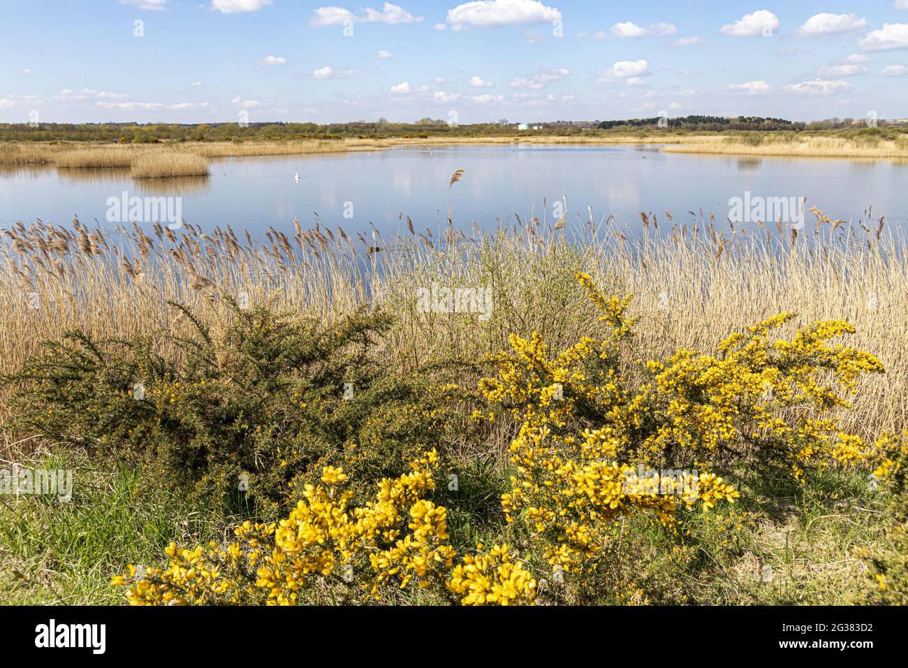 Gola fiorente accanto ai letti di rondine presso la St Aidans RSPB Nature Reserve vicino a Castleford, West Yorkhire UK Foto Stock