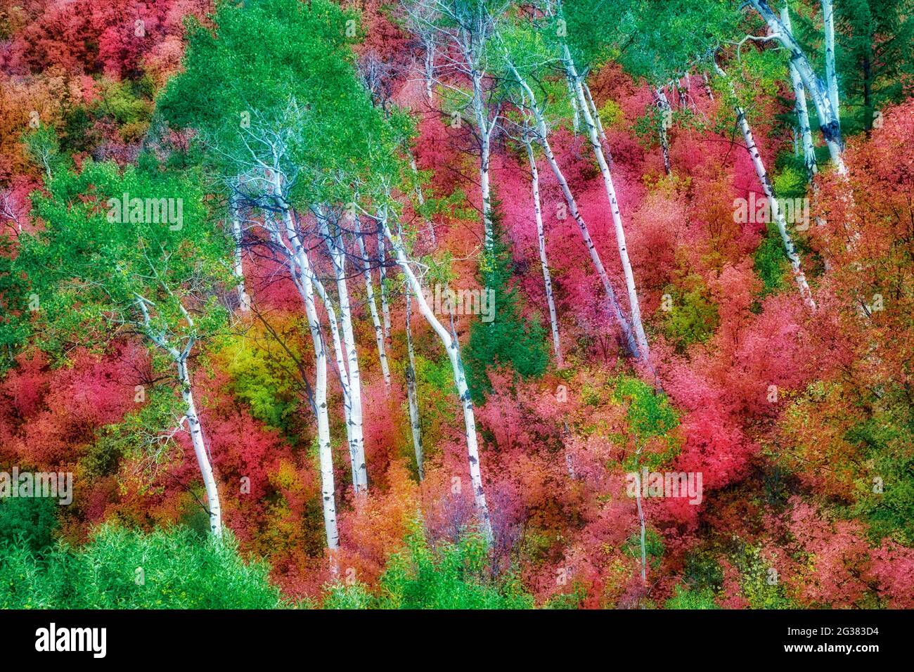 Con varietà miste di alberi di acero con aspens in autunno a colori. Targhee National Forest, Idaho Foto Stock