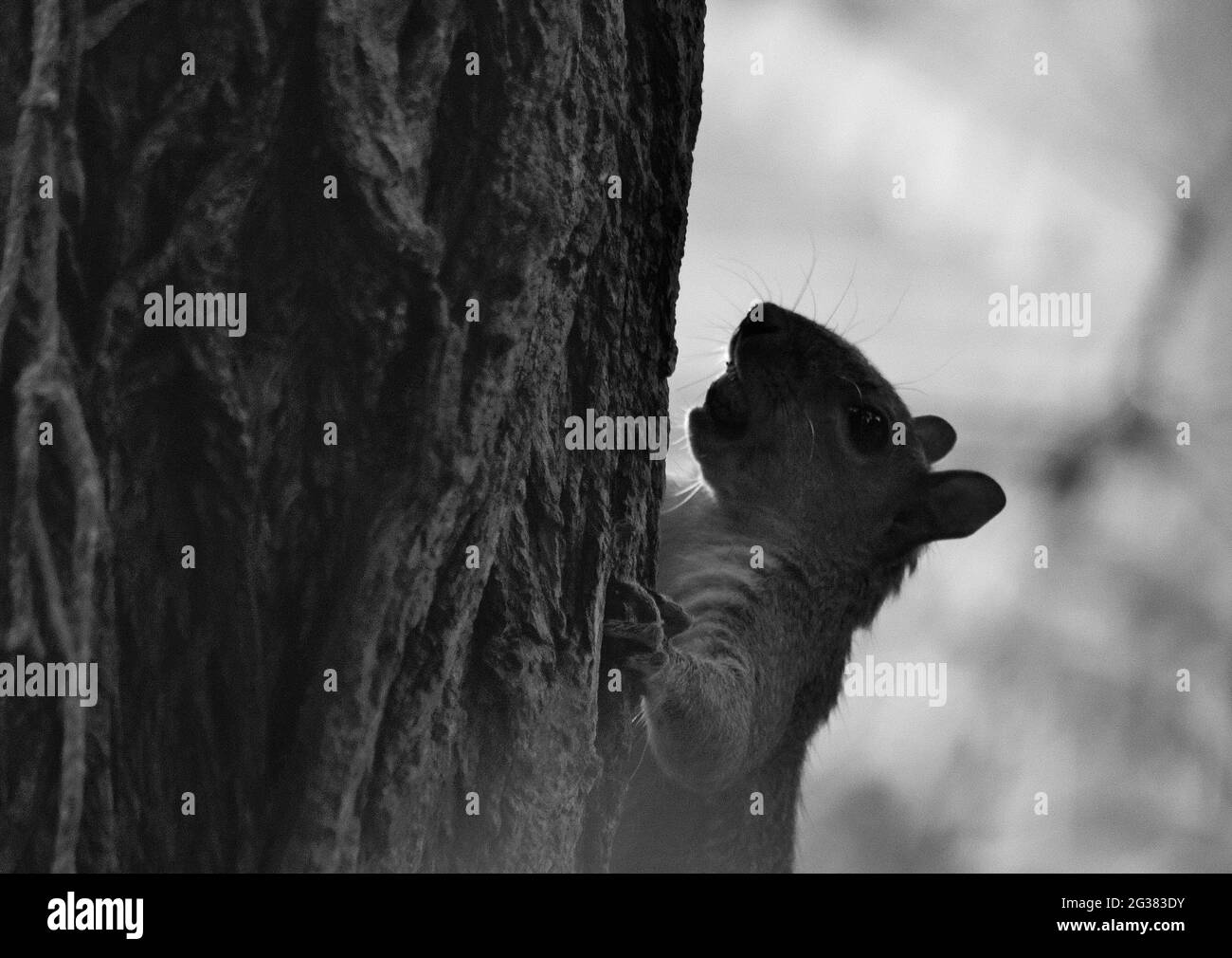 Squirrel grigio invasivo o Squirrel grigio, Sciurus carolinensis, in un albero di Londra. Foto Stock