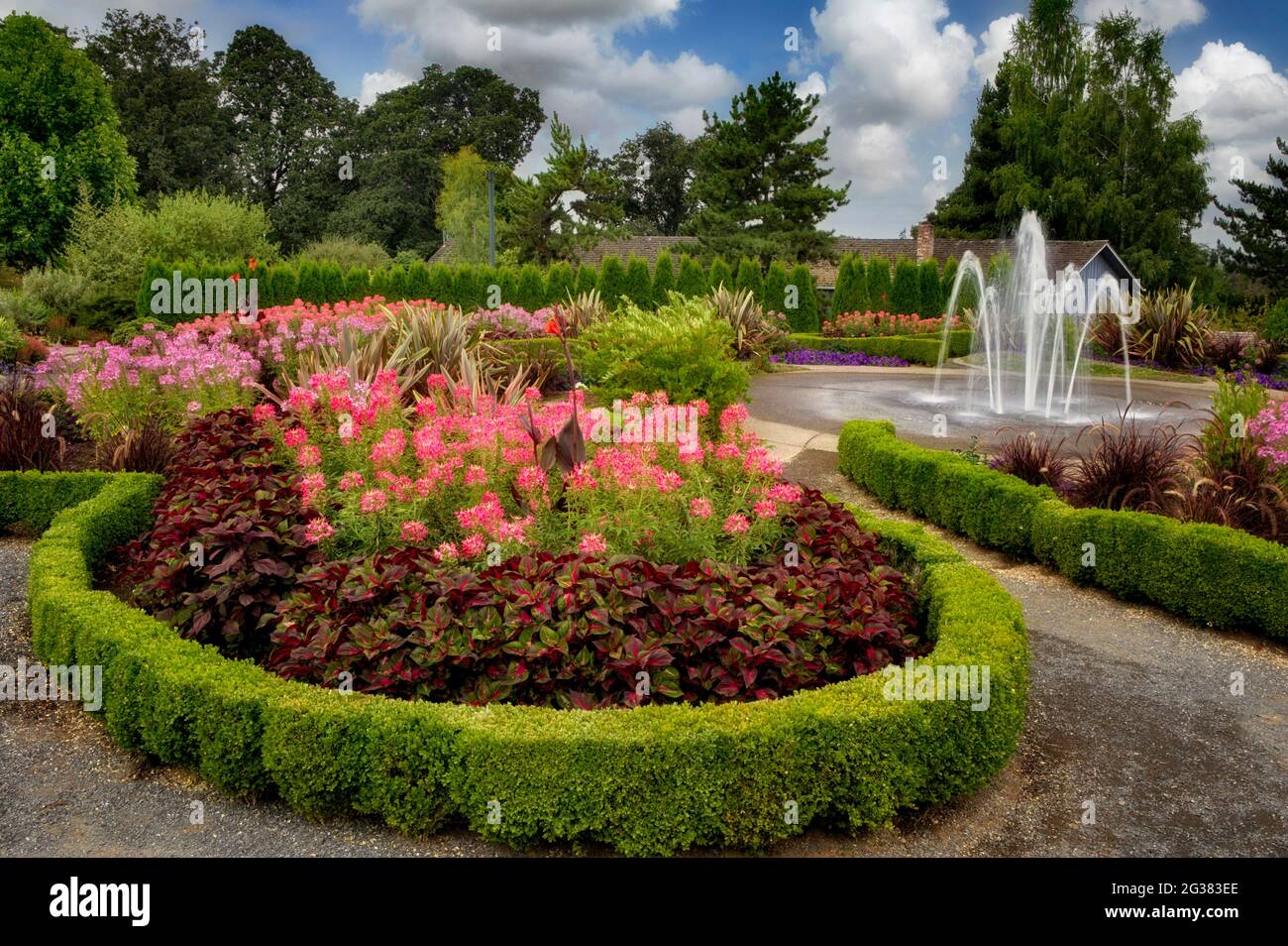 Siepi con fontana e fiori di ragno (Cleone spinosa). Giardini dell'Oregon Foto Stock