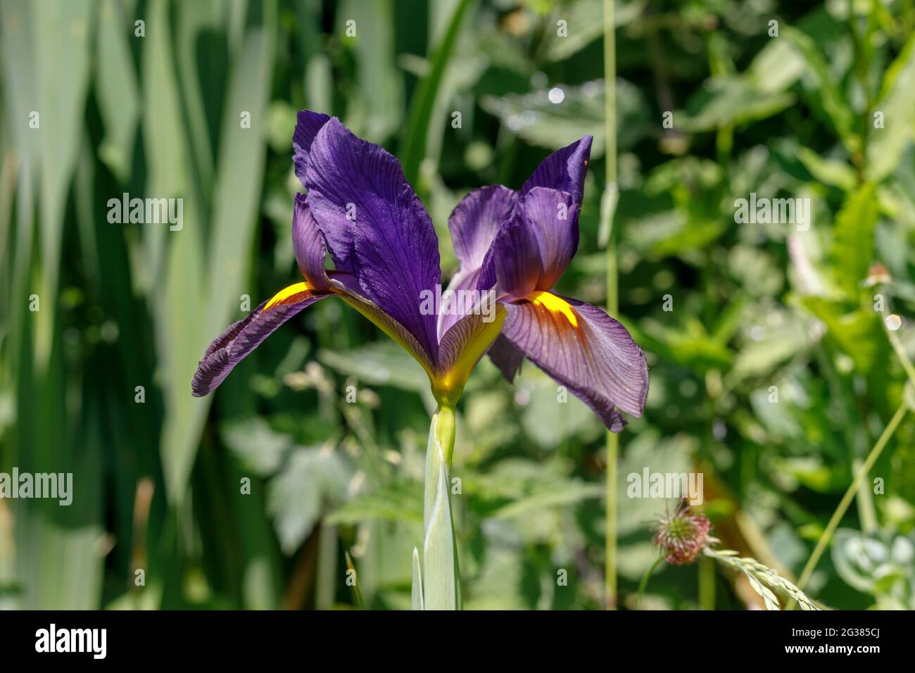 Olandese Iris "miscela metallica" Foto Stock