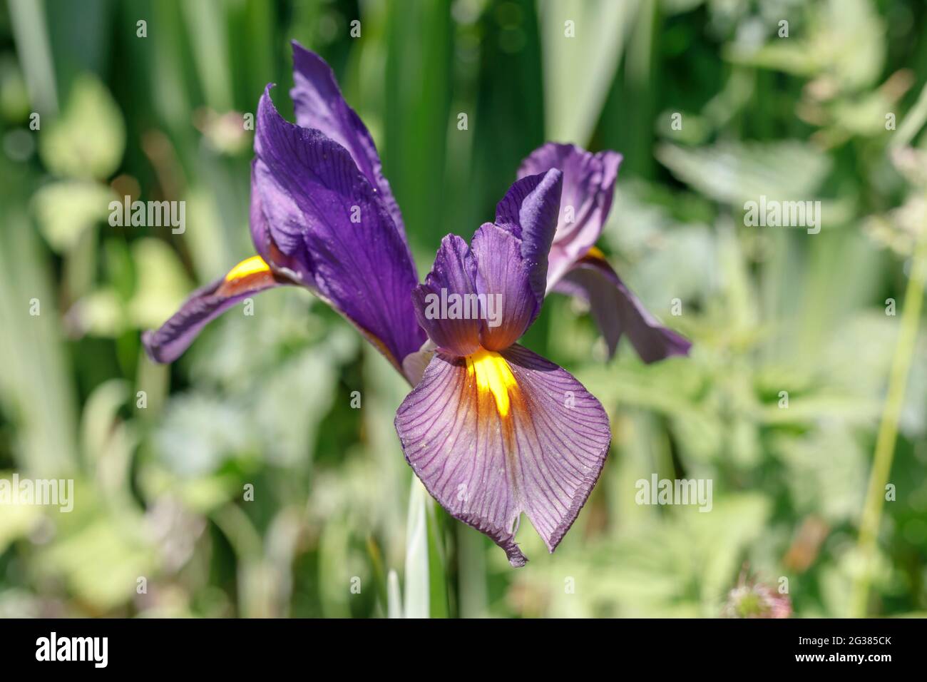Olandese Iris "miscela metallica" Foto Stock