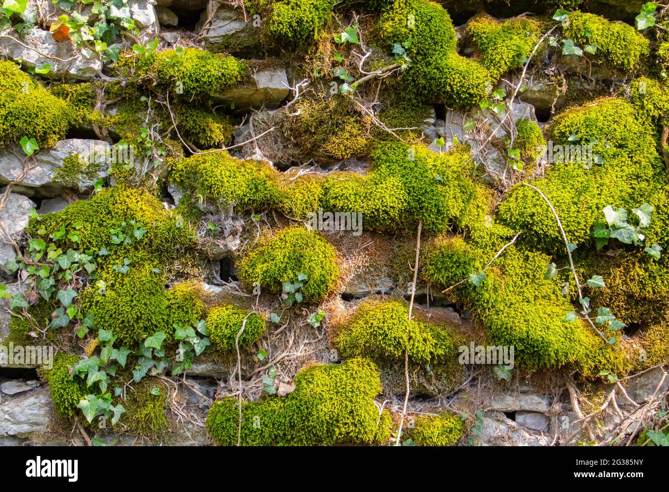 Vecchio muro di pietra naturale coperto di muschio verde e marrone e l'edera per sfondo naturale Foto Stock